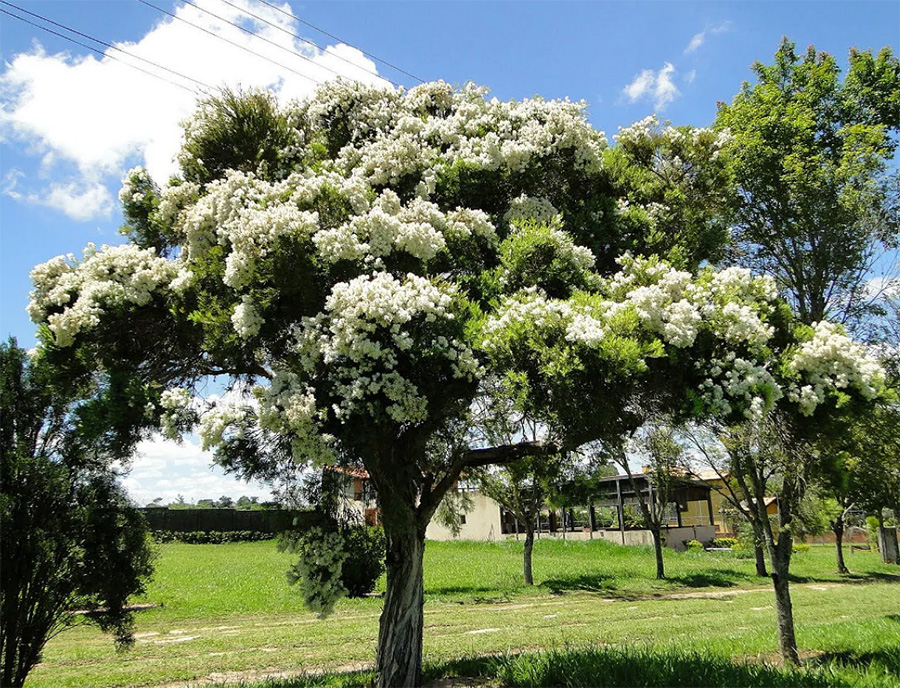 Melaleuca