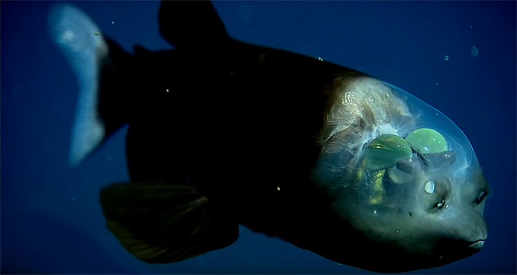 Conheça o Macropinna microstoma, o peixe de cabeça transparente